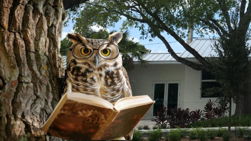 Owl reading in front of Library